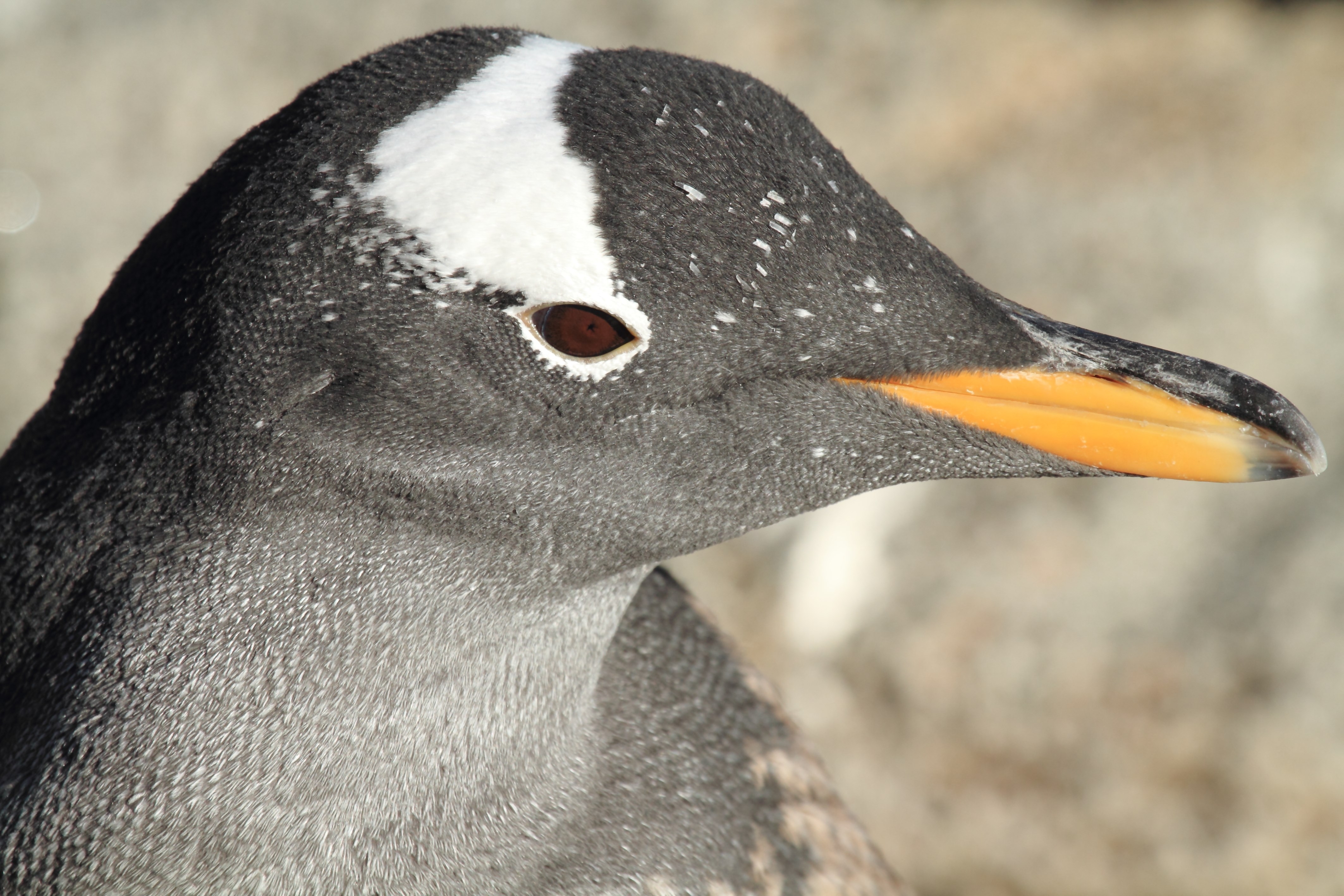 Bergen Aquarium penguins is a coastal city many residents of south-western Norway, the second most populous country