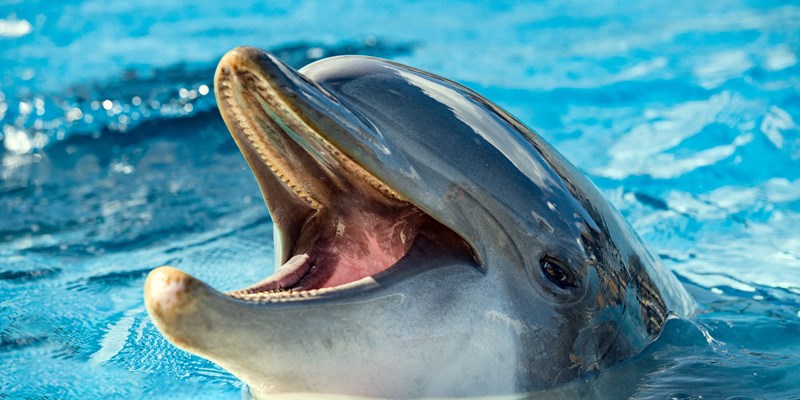 dolphin at an aquarium