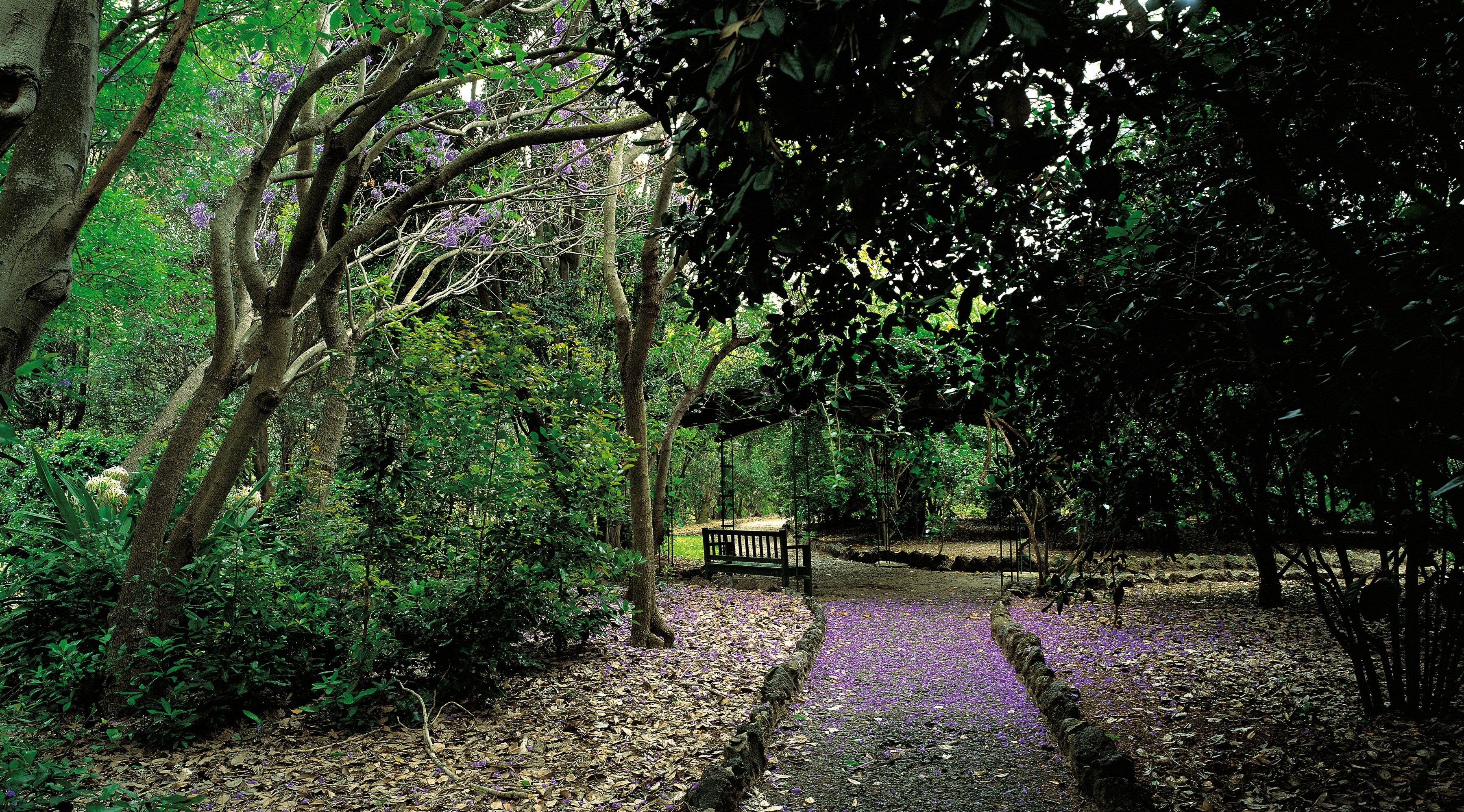 Jardin Canario