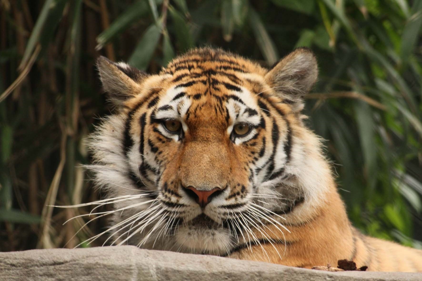 tiger at the zoo