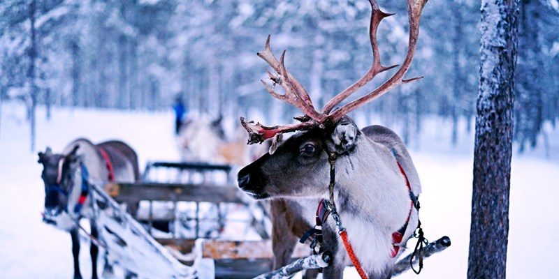 Reindeer