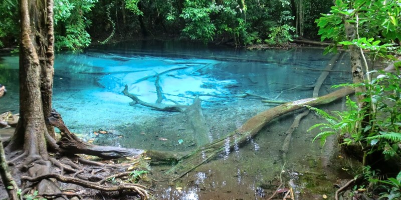 Sra Morakot Blue Pool at Krabi Province, Thailand. Clear emerald pond in tropical forest. The roots of trees with a beautiful lagoon in the rain-forest.