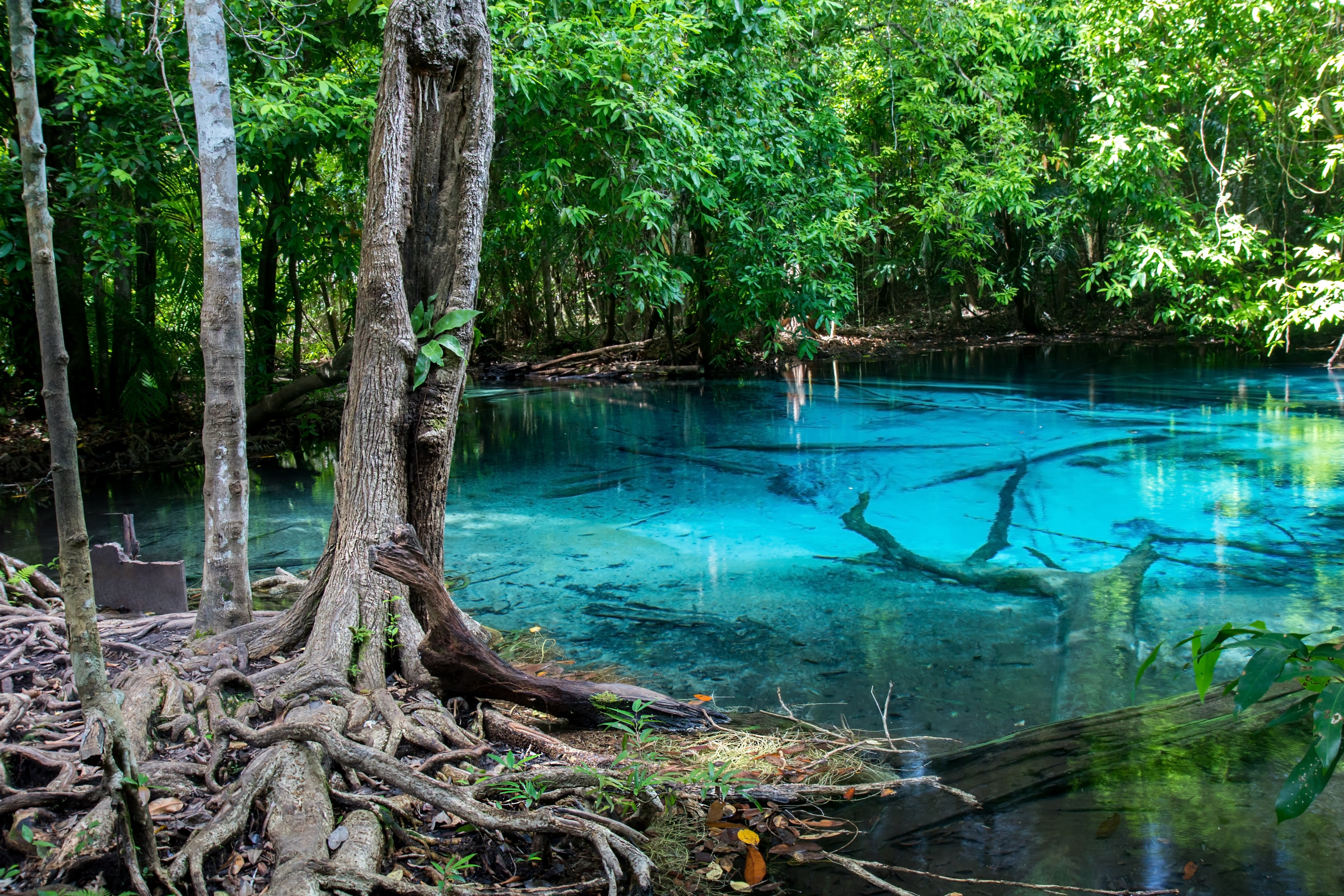 Sra Morakot Blue Pool at Krabi Province, Thailand. Clear emerald pond in tropical forest. The roots of trees with a beautiful lagoon in the rain-forest.