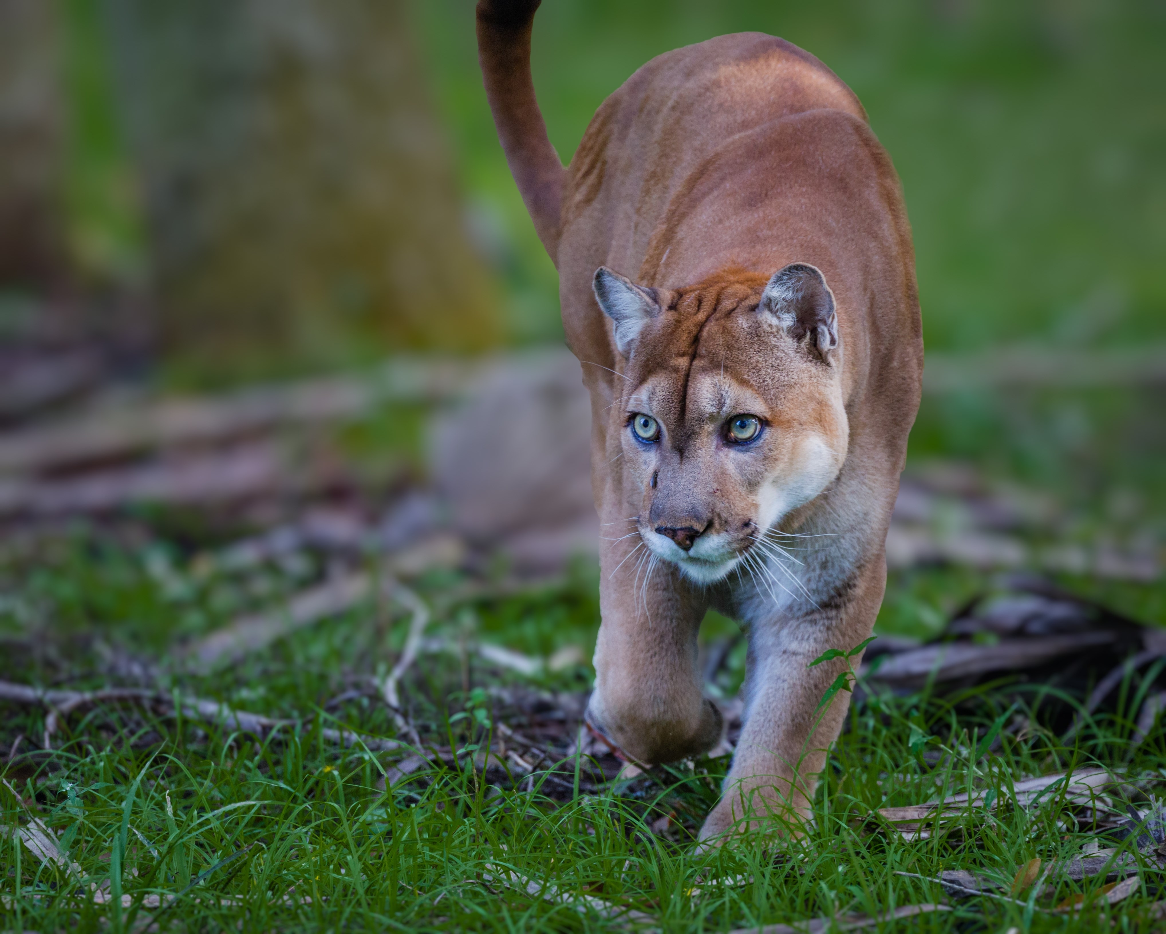 Florida Panther, puma, or cougar, walks through the brush as it stalks its prey-Edit