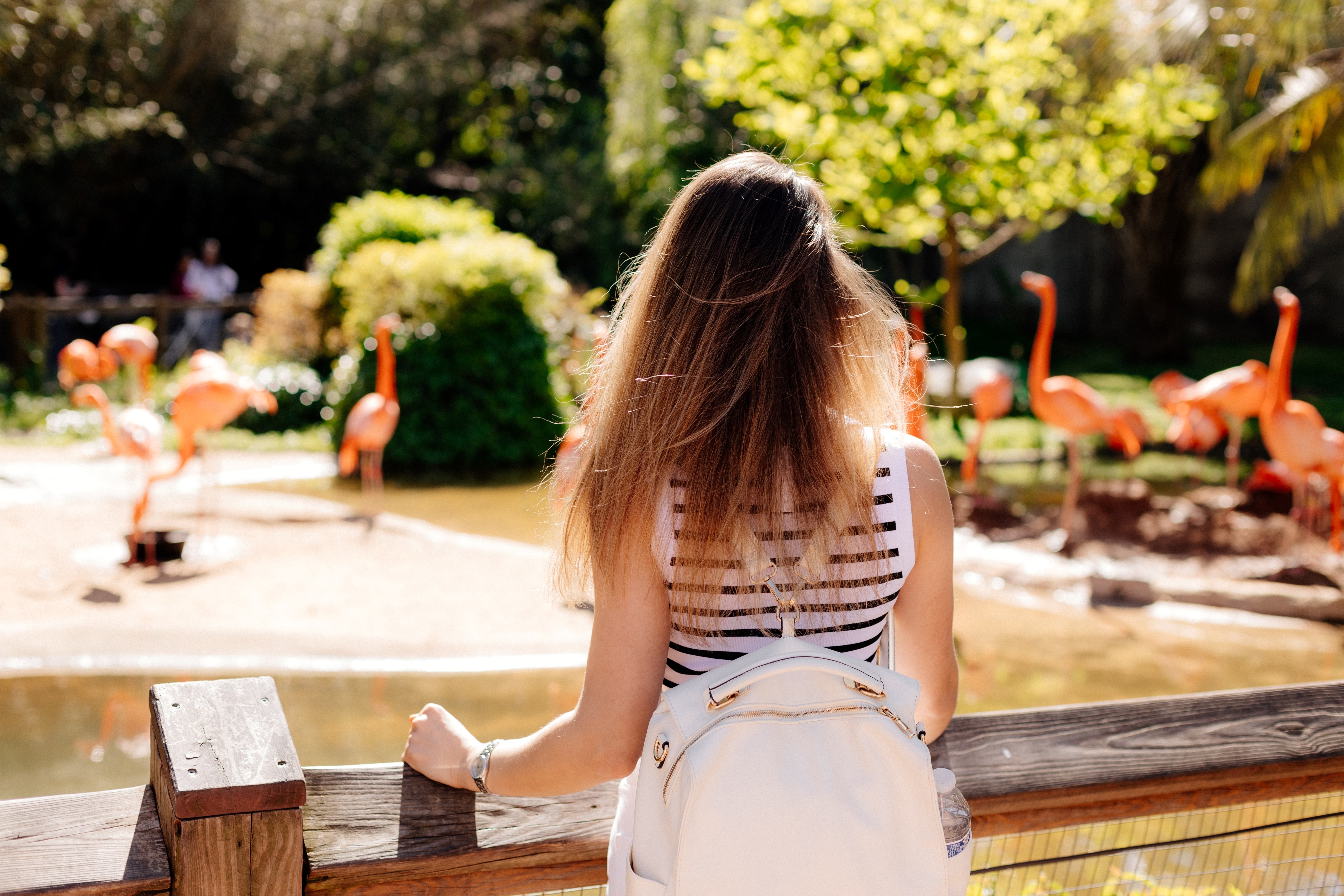 A young girl in black sunglasses, a striped top and white jeans with a backpack looks at American flamingos by the pond. Large birds in the zoo.