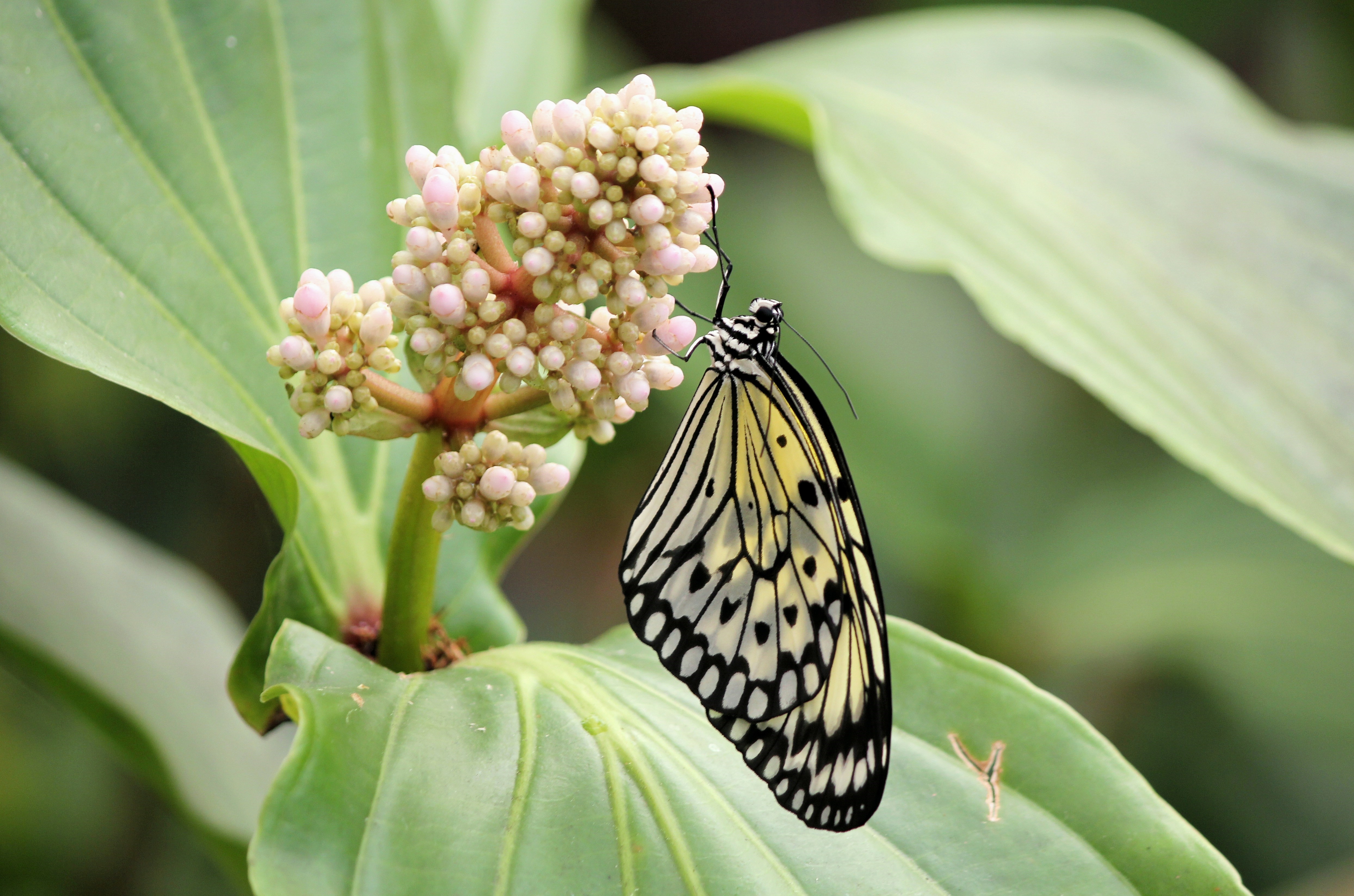 a butterfly on a flower at the Prague Botanical Garden