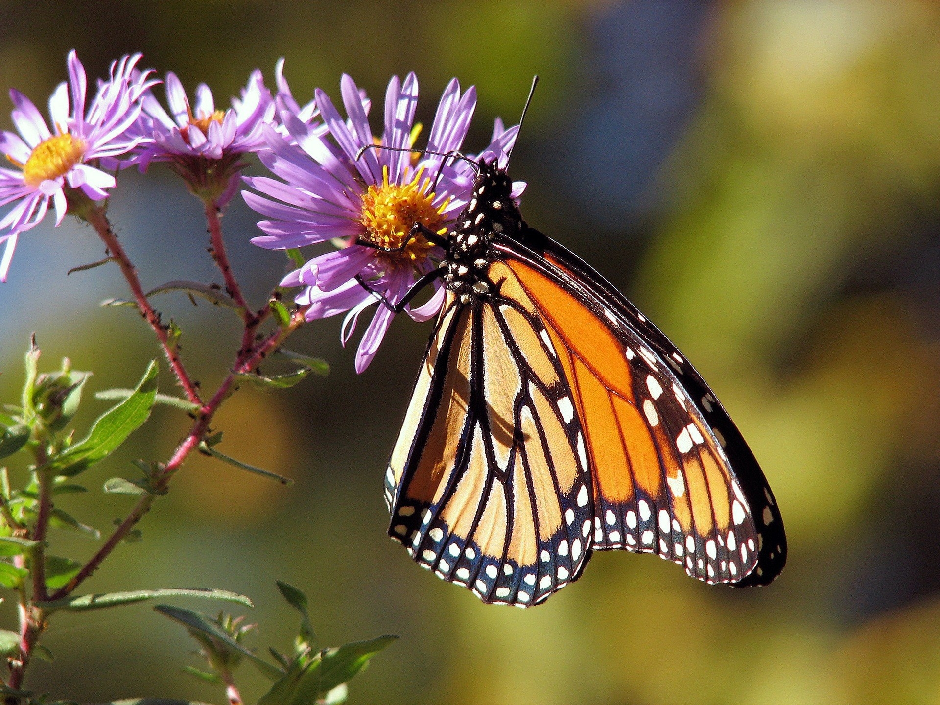 Butterfly at a flower
