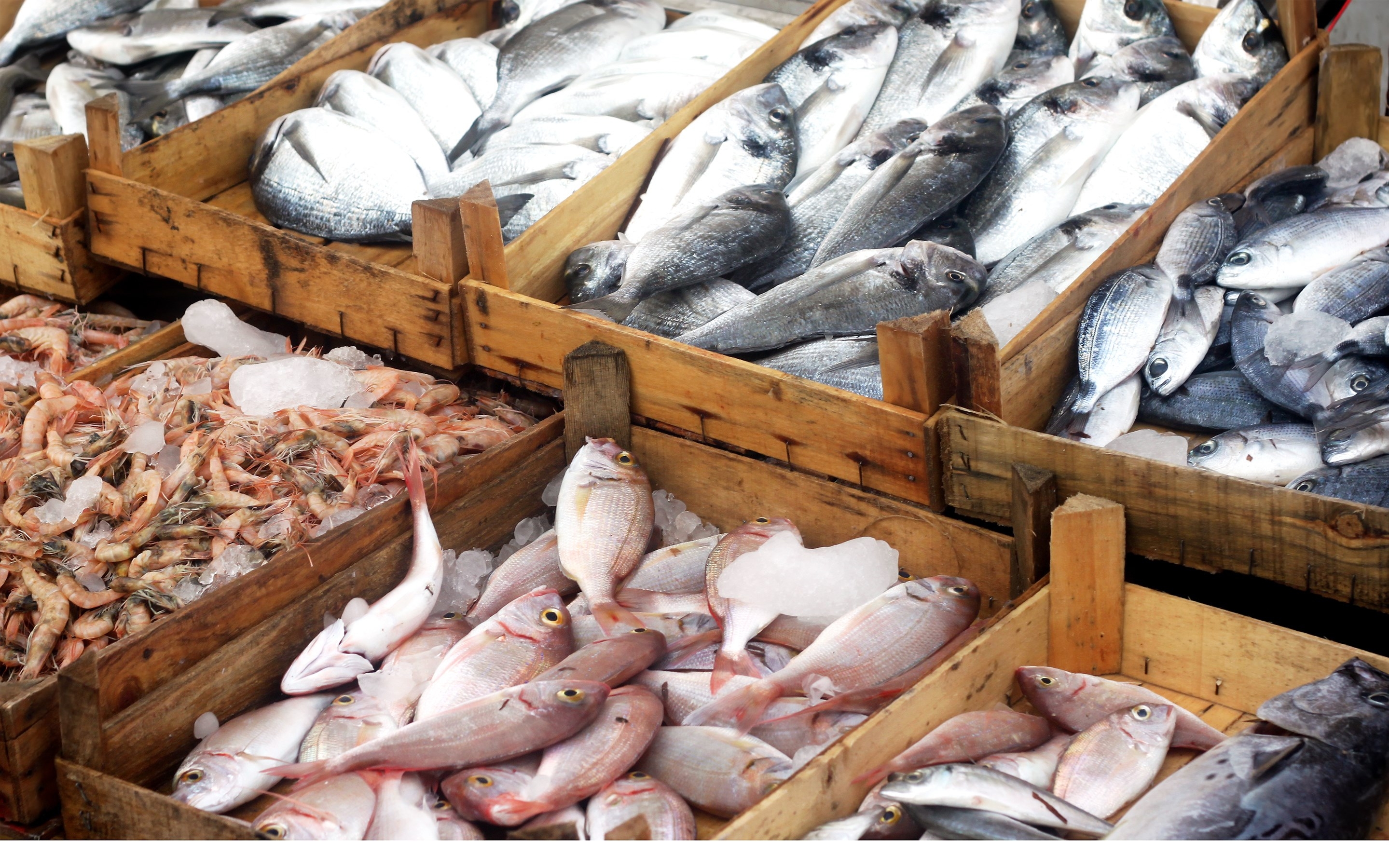 Fresh fishes in a market