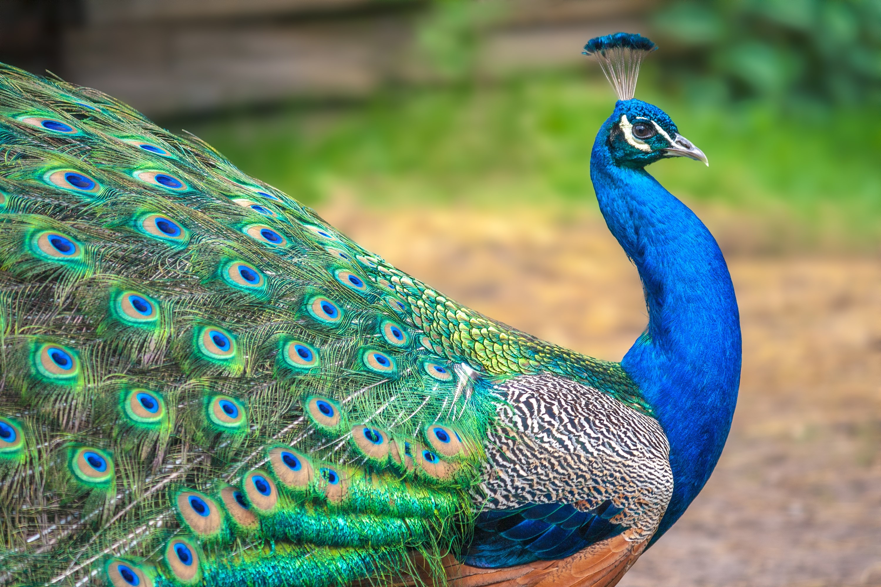 Peacock with spread wings in profile