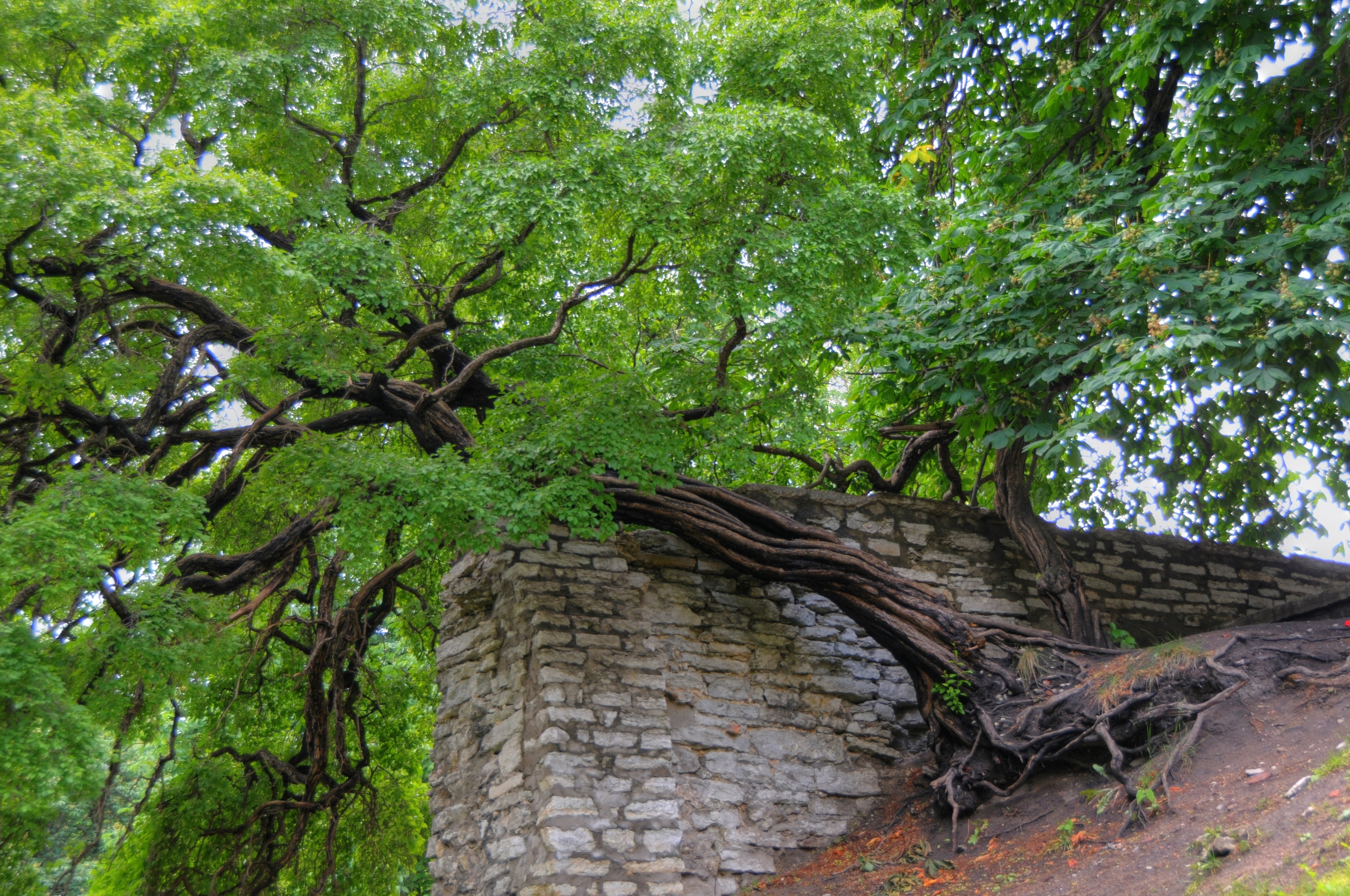 Danish King's Garden