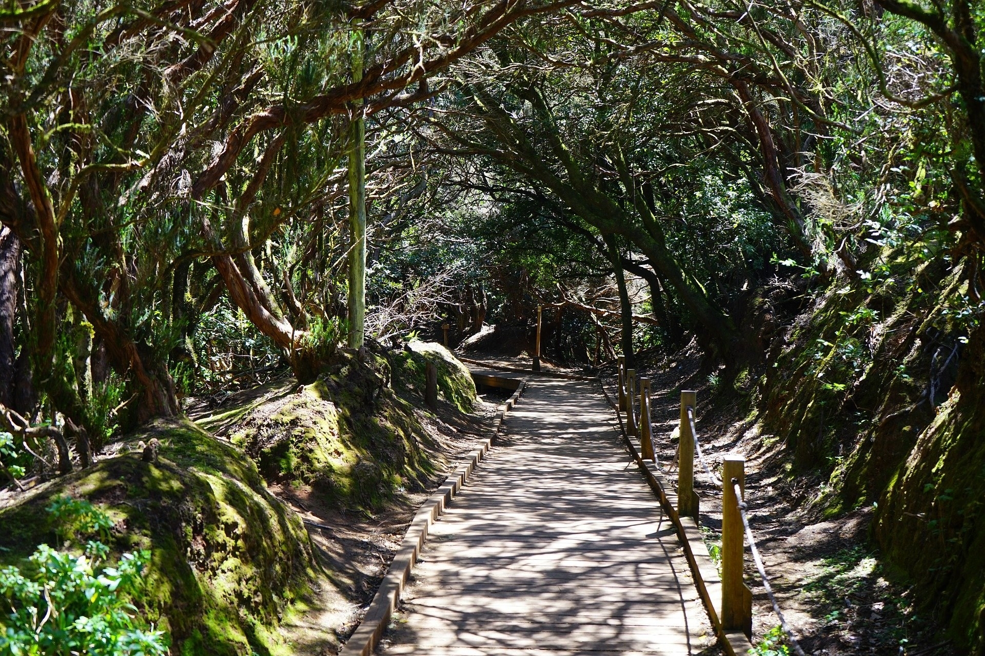 Forest Trail in Tenerife