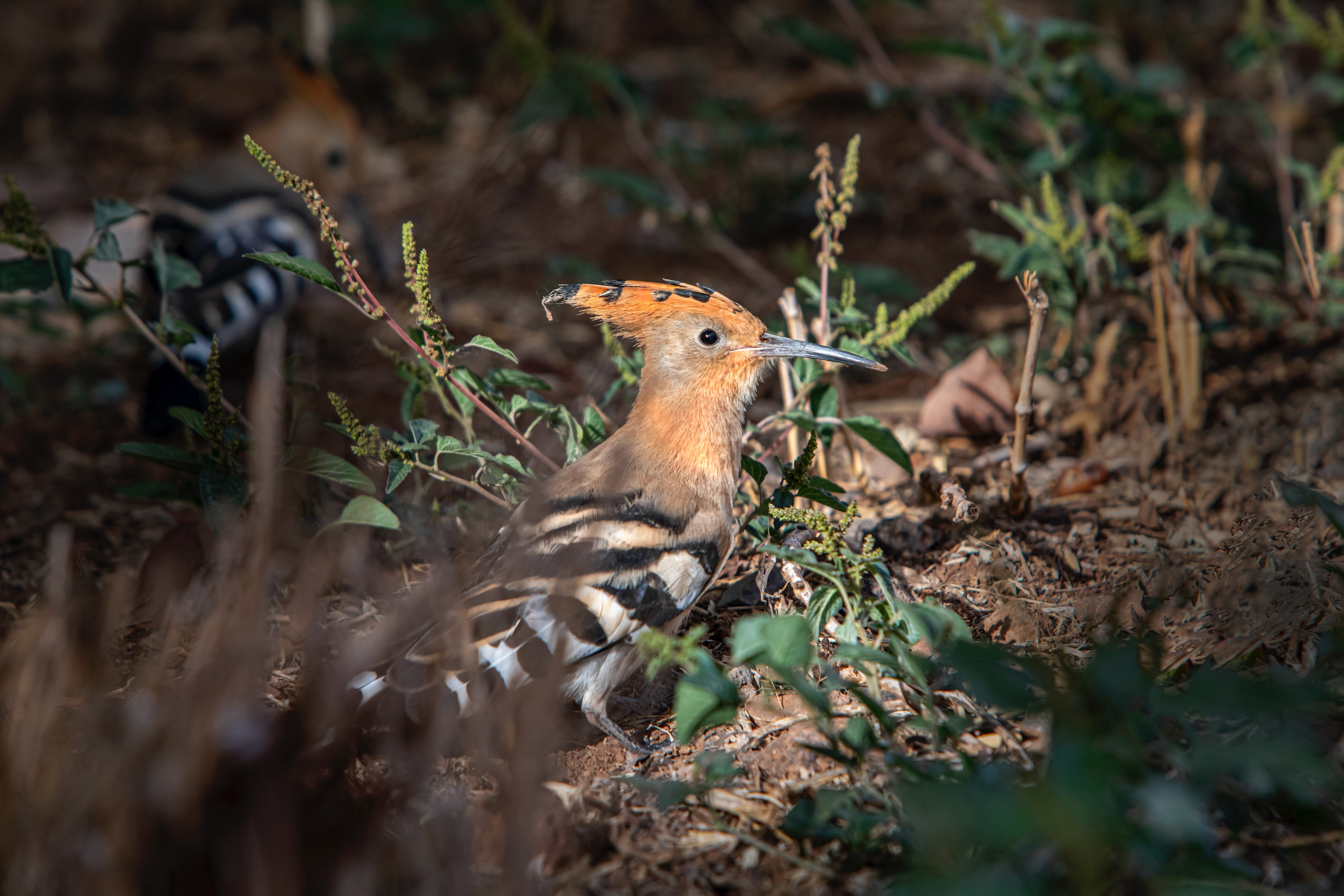 orange bird on the forest floor in Tenerife