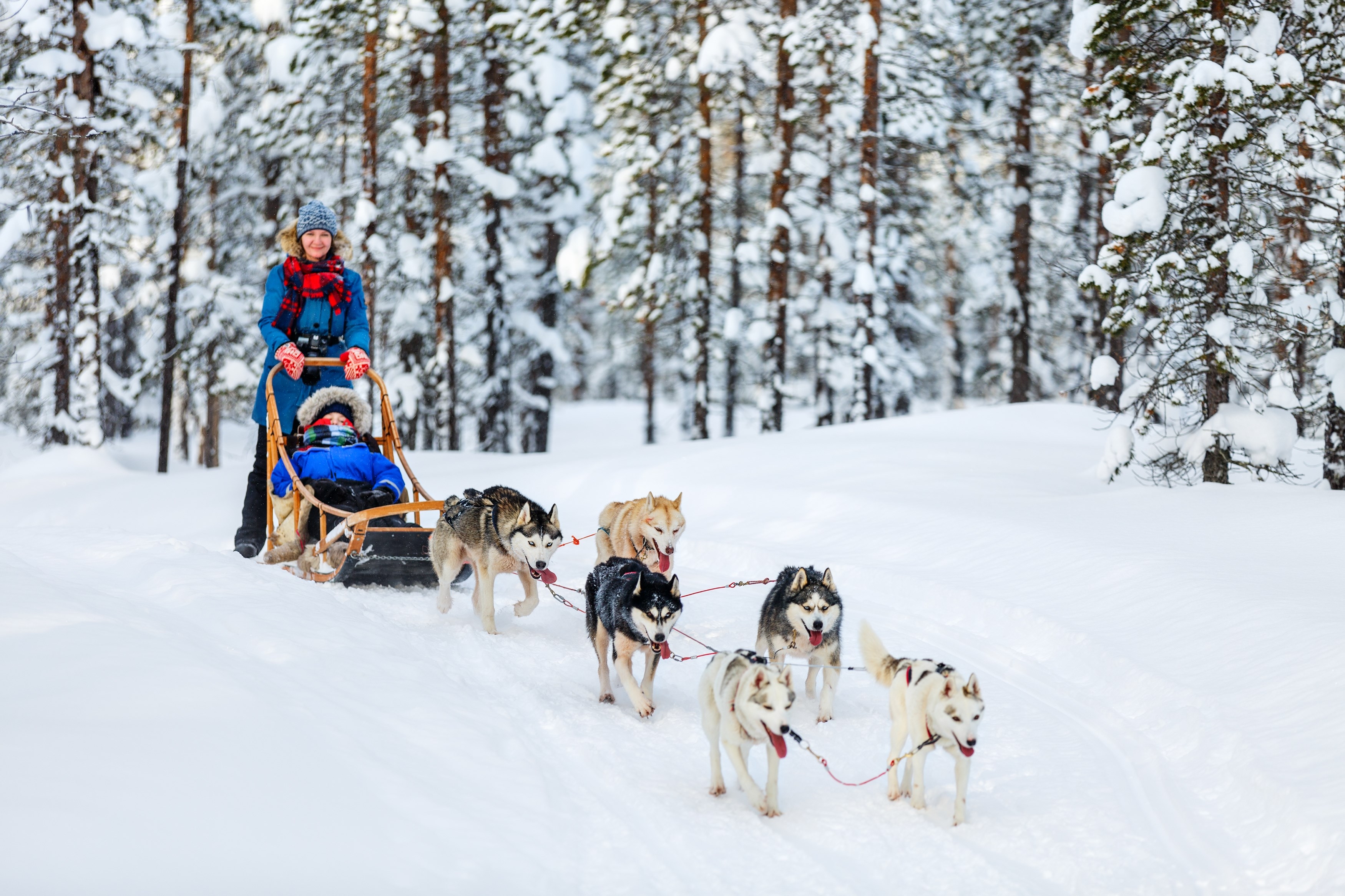 Dog sledding