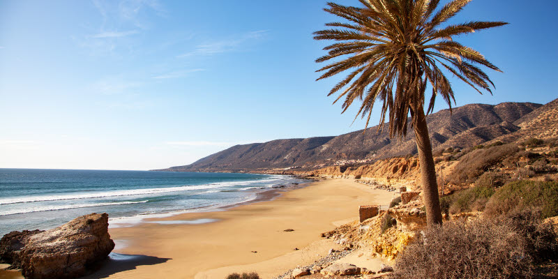 Beach in Agadir with a palm tree Beach in Agadir with a palm tree