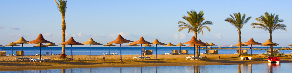Palms by the sea in Egypt Palms by the sea in Egypt
