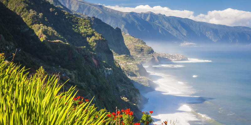 Flowers with coast in the background in Madeira Flowers with coast in the background in Madeira