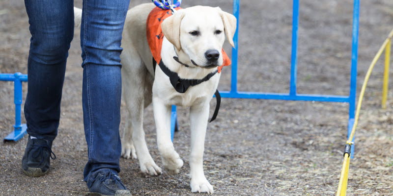 A white assistant dog A white assistant dog