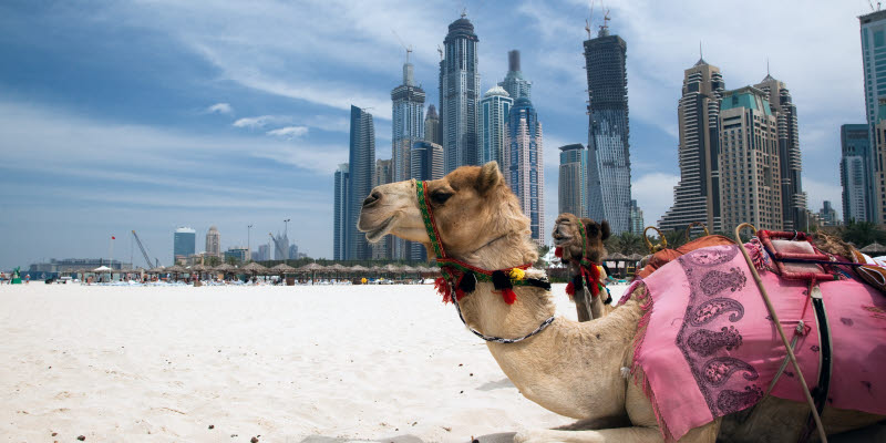 Camel on the beach in Dubai Camel on the beach in Dubai