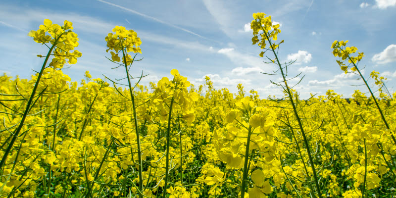 rapeseed flowers rapeseed flowers