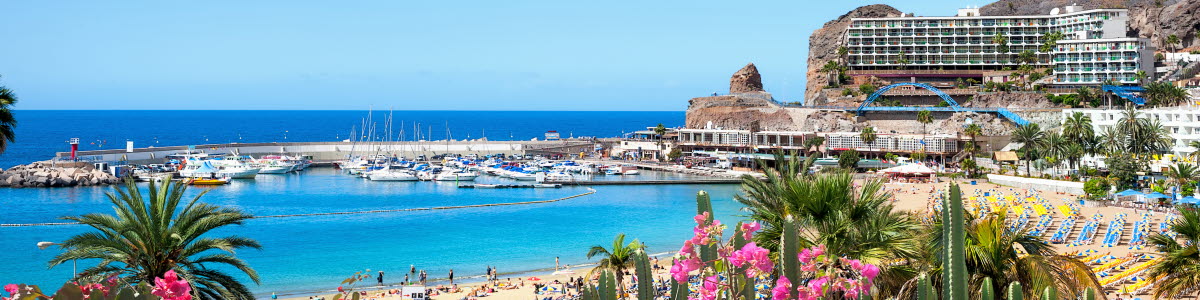 Beach in Gran Canaria with flowers in the front Beach in Gran Canaria with flowers in the front