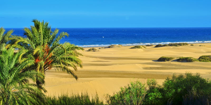 Beach and palms in Gran Canaria Maspalomas Beach and palms in Gran Canaria Maspalomas