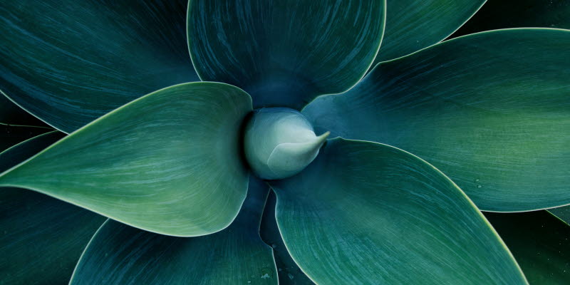Leaf Leaf