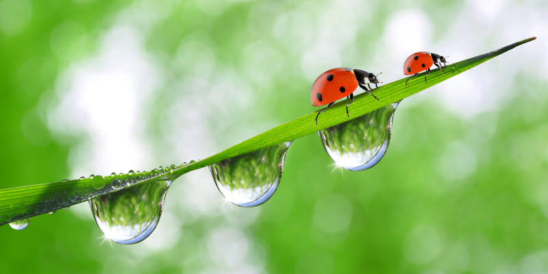 Water droplets Ladybirds on a blade of grass with water droplets