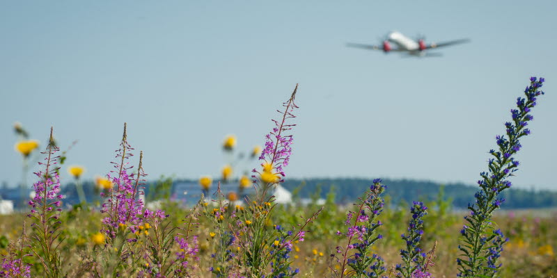 Airplane and flowers Airplane and flowers