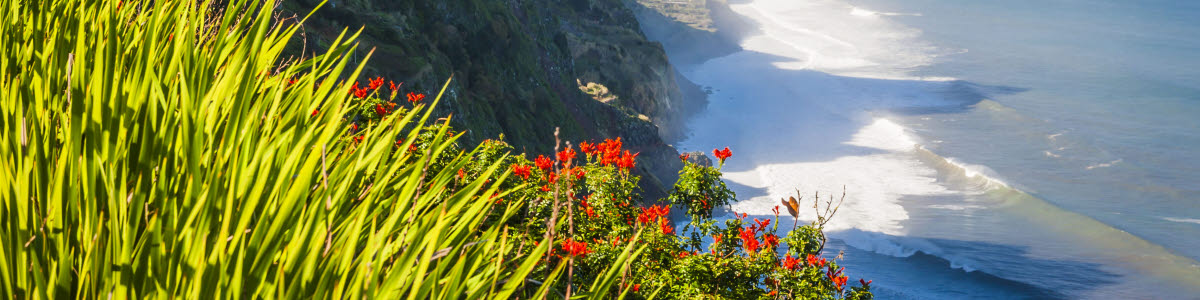 Flowers with coast in the background in Madeira Flowers with coast in the background in Madeira