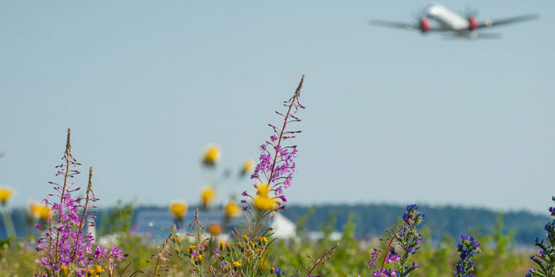 Flowers and airplanes Flowers and airplanes